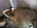 Newby, Guinea Pig For Adoption In Fairfield, Pennsylvania