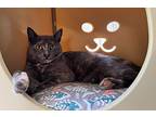 Renee, Domestic Shorthair For Adoption In Larchmont, New York