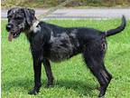 Andrea 39746, Irish Terrier For Adoption In Prattville, Alabama
