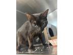 Pebbles, Domestic Shorthair For Adoption In New York, New York