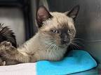 Rocky, Domestic Shorthair For Adoption In New York, New York