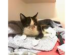 Melody, Domestic Shorthair For Adoption In Oceanside, California