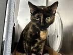 Pearl, Domestic Shorthair For Adoption In New York, New York