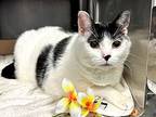 Kitty, Domestic Shorthair For Adoption In New York, New York