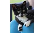 Adam, Domestic Shorthair For Adoption In Fort Myers, Florida