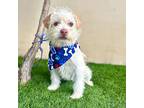 Biscuit, Cairn Terrier For Adoption In Corona, California