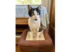 Bisco, Domestic Shorthair For Adoption In South Salem, New York