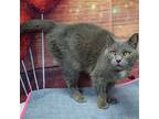Blue Ivy, Russian Blue For Adoption In Huntley, Illinois