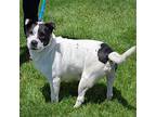 Waffles, American Staffordshire Terrier For Adoption In Huntley, Illinois