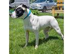 Dumpling, American Staffordshire Terrier For Adoption In Huntley, Illinois