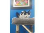 Tina, Domestic Shorthair For Adoption In Barrie, Ontario