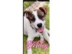 Miley, Bull Terrier For Adoption In Ellijay, Georgia