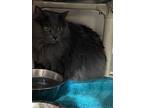 Lucky, Domestic Longhair For Adoption In Gillette, Wyoming