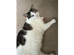 China And Jeffrey, Domestic Shorthair For Adoption In Stanhope, New Jersey