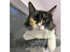 Lucy #sluffy-tail-bunch, Calico For Adoption In Houston, Texas