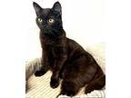 Brook, Domestic Shorthair For Adoption In West Hills, California