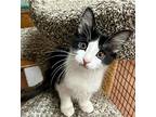 Cocoa, Domestic Shorthair For Adoption In West Hills, California