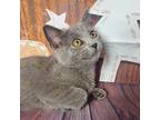 Andy, Domestic Shorthair For Adoption In Greensburg, Pennsylvania
