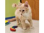 Amora, Domestic Longhair For Adoption In Sioux City, Iowa