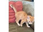 Ginger Rogers, Domestic Shorthair For Adoption In Wilmington, North Carolina