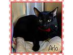 Arlo (also See Brownie), Domestic Shorthair For Adoption In Holly Springs
