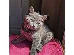 Minuet, Domestic Shorthair For Adoption In Candler, North Carolina