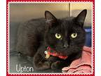 Upton, Domestic Shorthair For Adoption In Holly Springs, Georgia