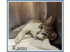 Kassy, Domestic Shorthair For Adoption In Holly Springs, Georgia