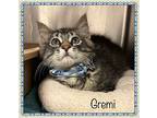 Gremi, Domestic Longhair For Adoption In Holly Springs, Georgia