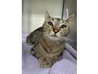Blossom, Domestic Shorthair For Adoption In Grants Pass, Oregon