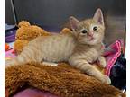 Puck, Domestic Shorthair For Adoption In Grants Pass, Oregon