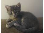 Ky, Domestic Shorthair For Adoption In Troy, Virginia