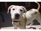 Louie, Terrier (unknown Type, Medium) For Adoption In Bothell, Washington
