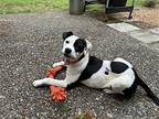 Josie, Terrier (unknown Type, Medium) For Adoption In Bothell, Washington