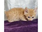 Fred, Domestic Shorthair For Adoption In Rockwall, Texas