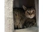 Jelly, Domestic Shorthair For Adoption In Squamish, British Columbia