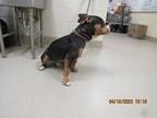 Monkey 6/13/2024, American Pit Bull Terrier For Adoption In Wichita Falls, Texas