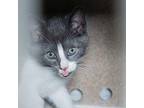 Cornea Domestic Shorthair Kitten Male
