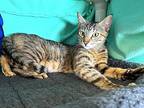 Darla, Domestic Shorthair For Adoption In Sherwood, Oregon