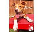Ferris, Terrier (unknown Type, Small) For Adoption In Tomball, Texas