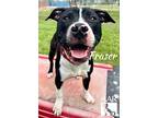 Fraser, American Pit Bull Terrier For Adoption In Tomball, Texas