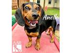 Anello, Dachshund For Adoption In Tomball, Texas