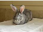 Eleven, Flemish Giant For Adoption In Abbotsford, British Columbia