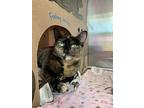 Daisy, Domestic Shorthair For Adoption In Abbotsford, British Columbia