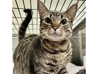 Tabby, Domestic Shorthair For Adoption In Oakland, California