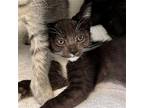 Sequoia, Domestic Shorthair For Adoption In Oakland, California