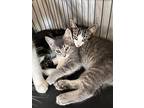Kittens, Domestic Mediumhair For Adoption In Chippewa Falls, Wisconsin