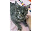 Sofie (bonded To Benny), Domestic Shorthair For Adoption In Richmond