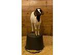 Myrtle, Goat For Adoption In Des Moines, Iowa