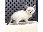Butter, Domestic Shorthair For Adoption In Fort Davis, Texas
